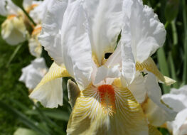 027 - gay peraa 1954